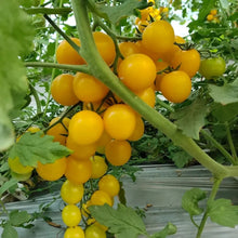Dwarf Yellow Tomato Seeds - Verdseeds