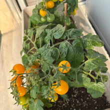 Dwarf Yellow Tomato Seeds - Verdseeds