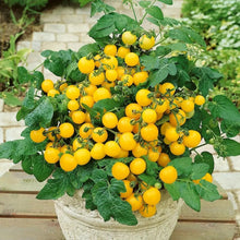 Dwarf Yellow Tomato Seeds - Verdseeds