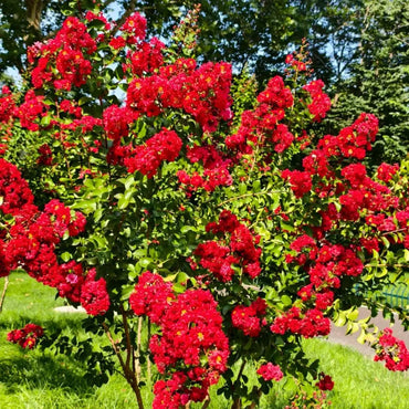 Dynamite Red Rocket Crape Myrtle Seeds - Verdseeds