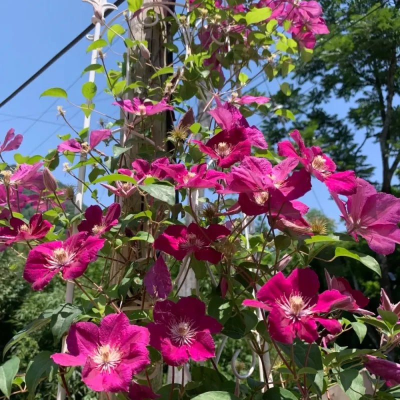 Eastern Morning Song Clematis Seeds - Verdseeds
