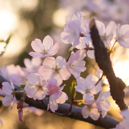 Edo Higan Flowering Cherry Seeds - Verdseeds
