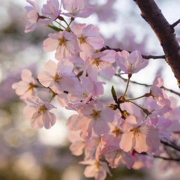 Edo Higan Flowering Cherry Seeds - Verdseeds