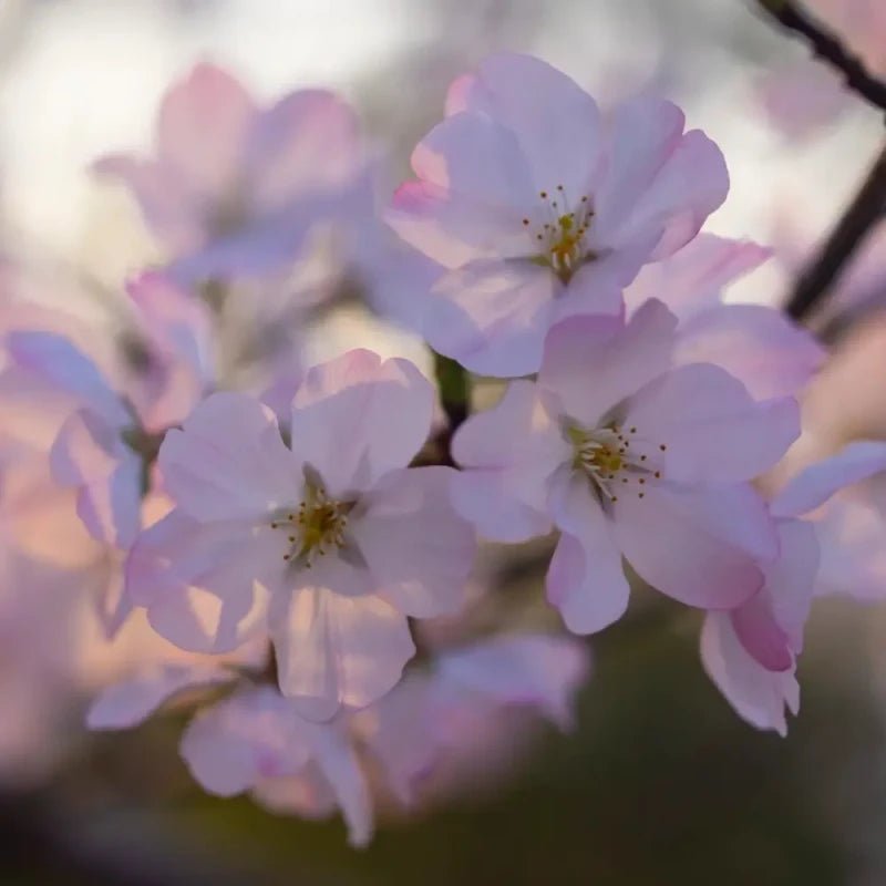 Edo Higan Flowering Cherry Seeds - Verdseeds