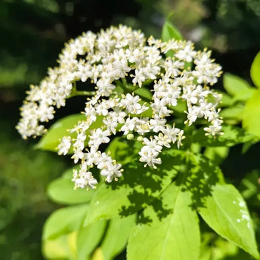 Elderberry Seeds - Verdseeds