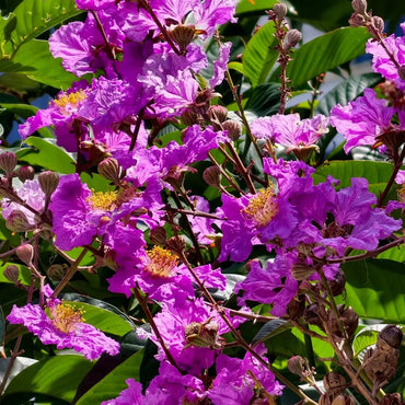 Emerald Crape Myrtle Seeds - Verdseeds