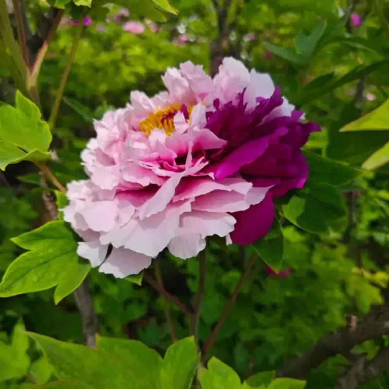 Er Qiao Tree Peony Seeds - Verdseeds