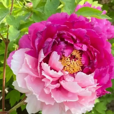 Er Qiao Tree Peony Seeds - Verdseeds
