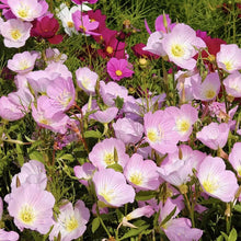 Evening Primrose Seeds - Verdseeds