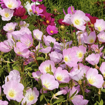 Evening Primrose Seeds - Verdseeds