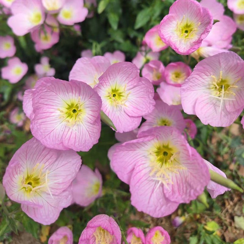 Evening Primrose Seeds - Verdseeds