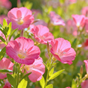 Evening Primrose Seeds - Verdseeds