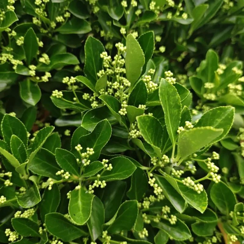 Evergreen Lawn Grass Seeds - Verdseeds