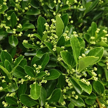 Evergreen Lawn Grass Seeds - Verdseeds
