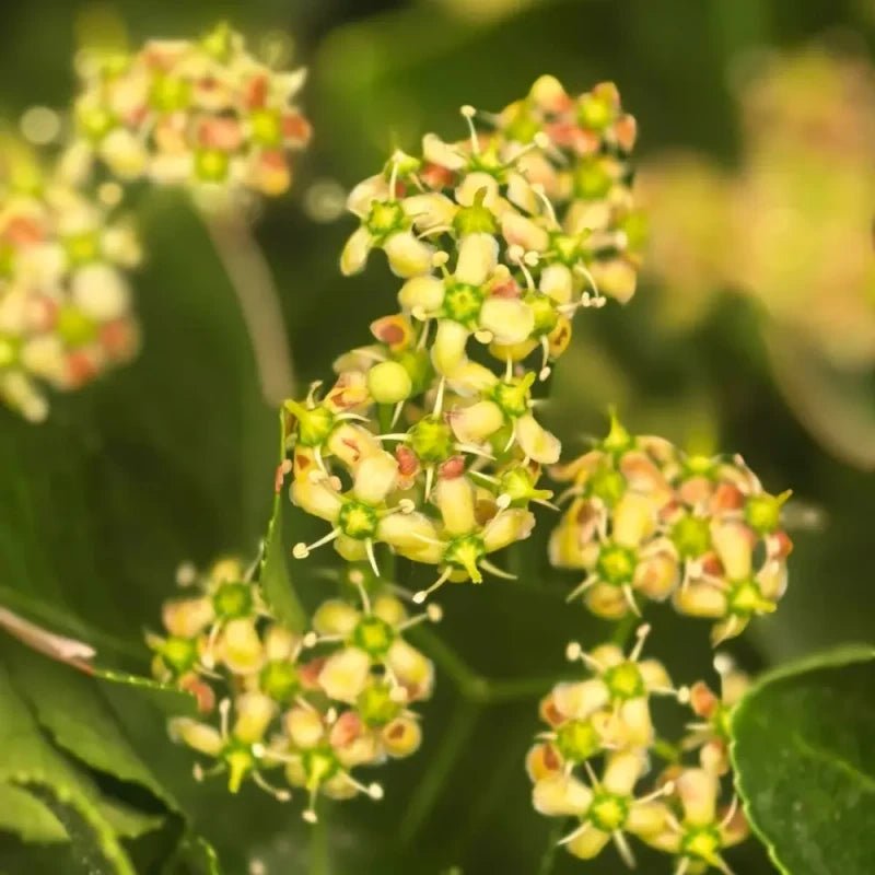 Evergreen Lawn Grass Seeds - Verdseeds