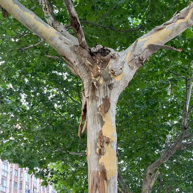 London Plane Tree Seeds