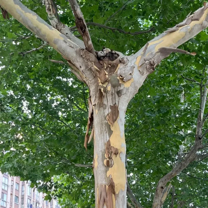 London Plane Tree Seeds