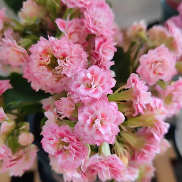 Fairy Tale Kalanchoe Seeds - Verdseeds