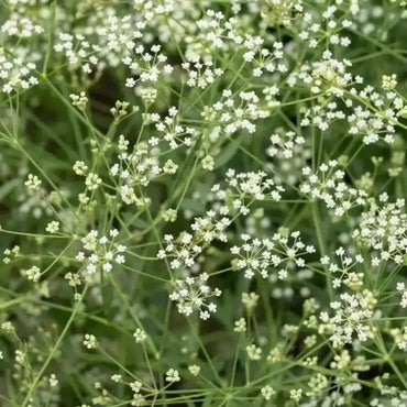 Siler Seeds