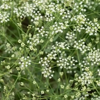 Siler Seeds