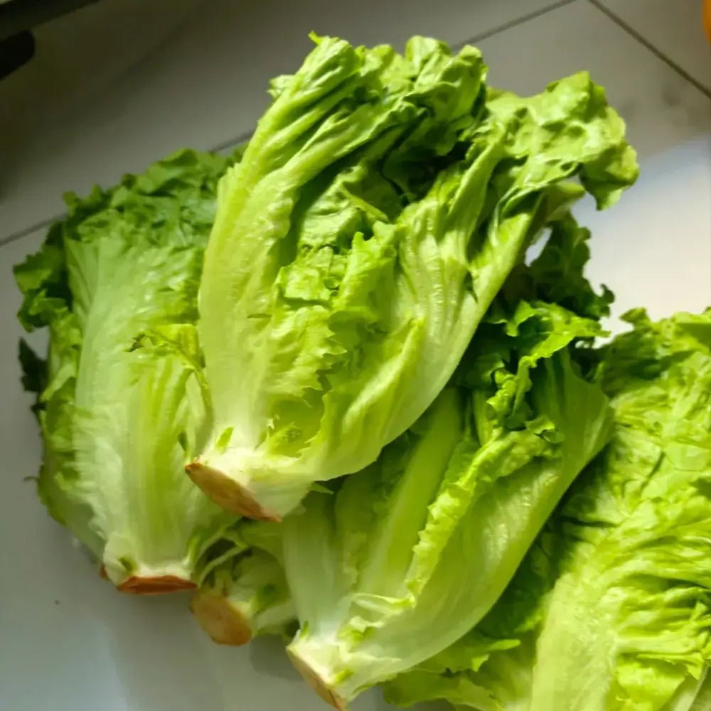 Fast-Growing Four Seasons Lettuce Seeds - Verdseeds