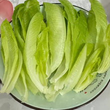 Fast-Growing Four Seasons Lettuce Seeds - Verdseeds