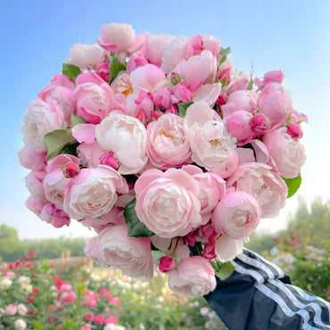 Feather Garden Rose Seeds - Verdseeds