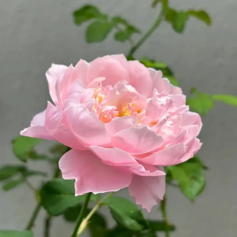 Feather Garden Rose Seeds - Verdseeds