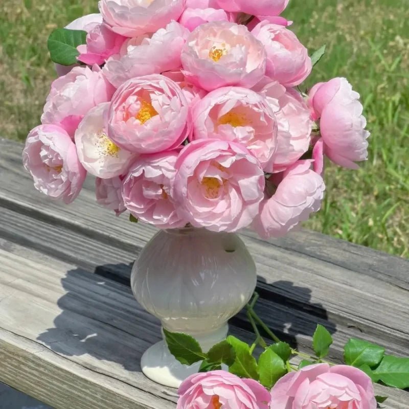 Feather Garden Rose Seeds - Verdseeds