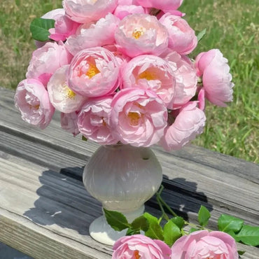 Feather Garden Rose Seeds - Verdseeds