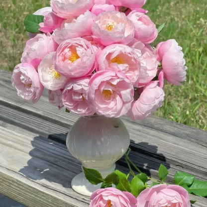 Feather Garden Rose Seeds - Verdseeds