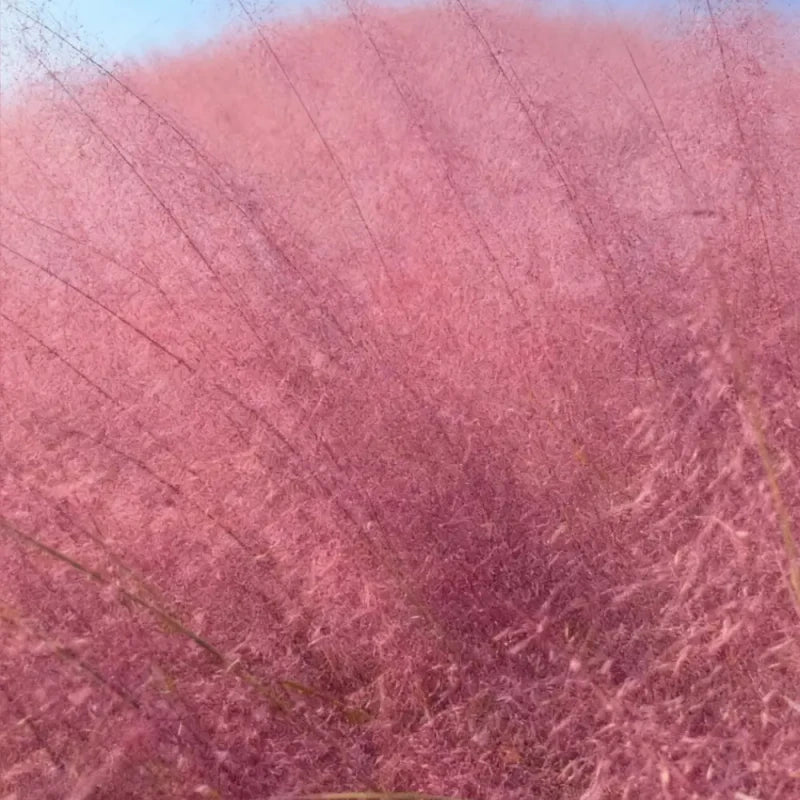 Pink Muhly Grass Seeds