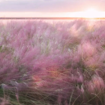 Pink Muhly Grass Seeds