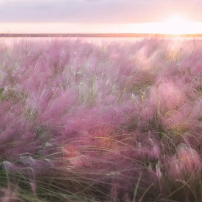 Pink Muhly Grass Seeds