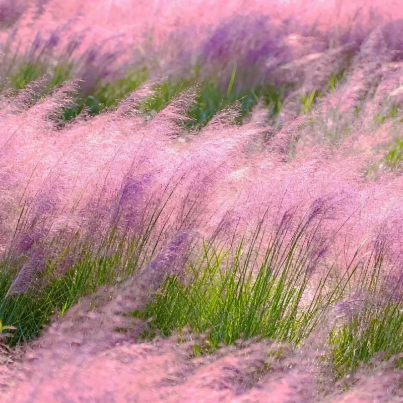 Pink Muhly Grass Seeds