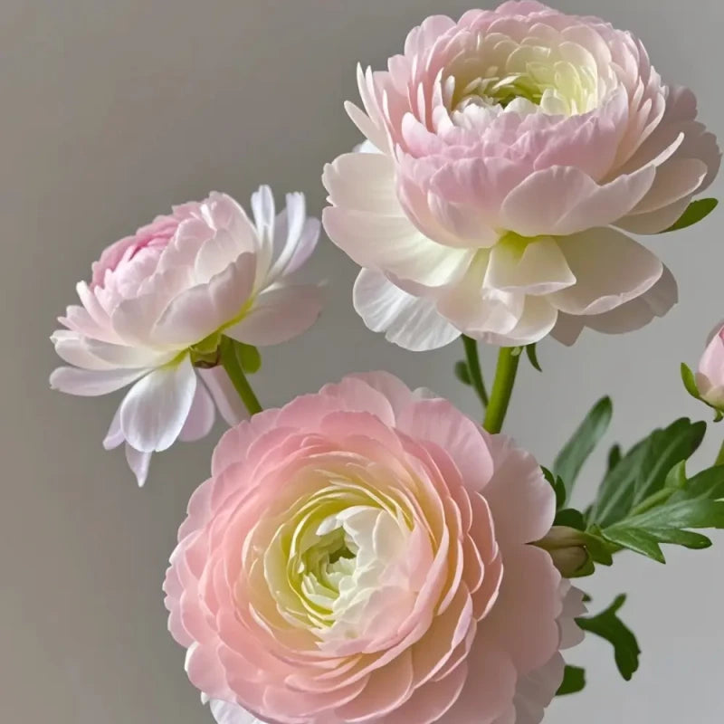 Pink Ranunculus Seeds