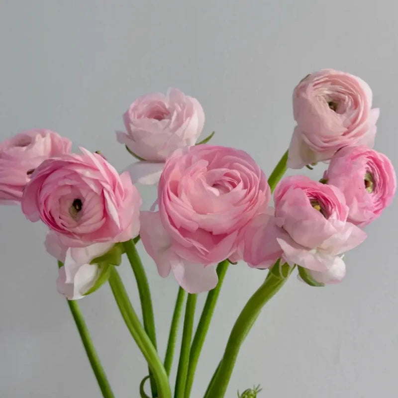 Pink Ranunculus Seeds