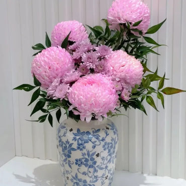 Pink Double Chrysanthemum Seeds