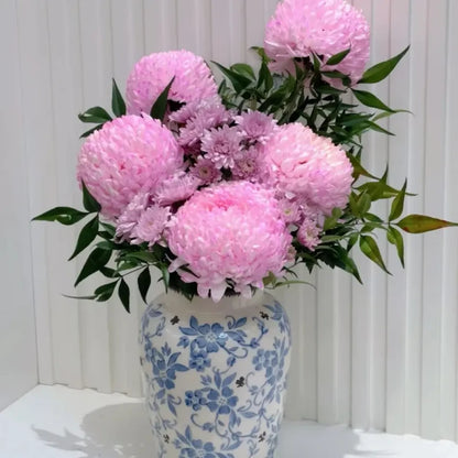 Pink Double Chrysanthemum Seeds