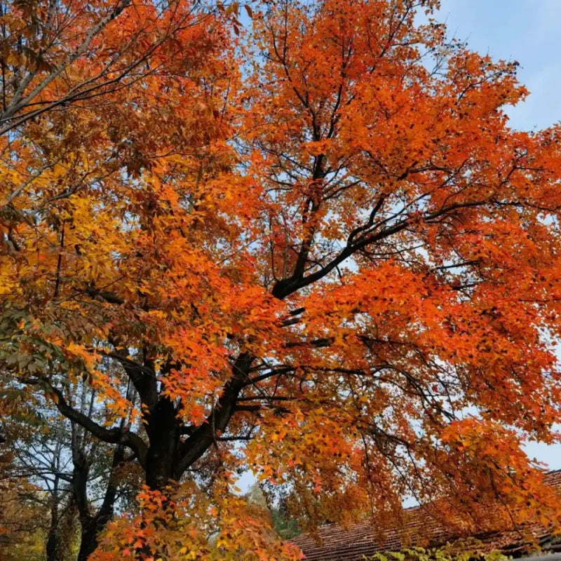 Chinese Sweetgum Seeds