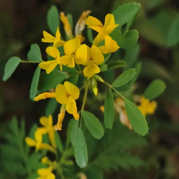 Fenugreek Seeds - Verdseeds