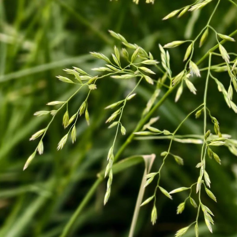 Festuca arundinacea Seeds - Verdseeds