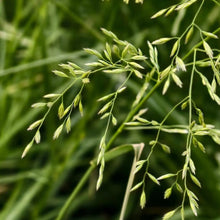 Festuca arundinacea Seeds - Verdseeds