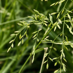 Festuca arundinacea Seeds - Verdseeds