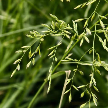 Festuca arundinacea Seeds - Verdseeds