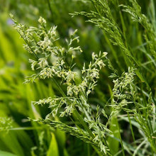 Festuca arundinacea Seeds - Verdseeds