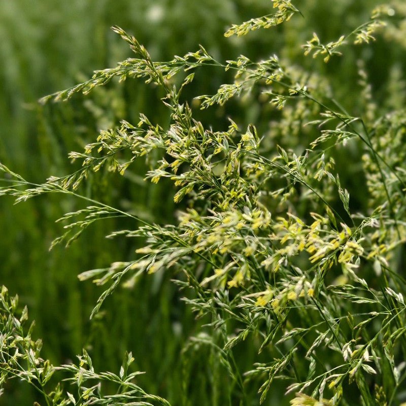 Festuca arundinacea Seeds - Verdseeds