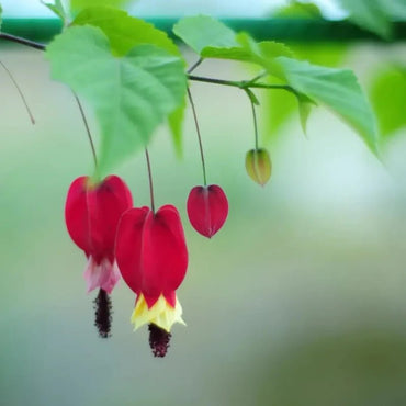 Fiery Red Flowering Maple Seeds - Verdseeds