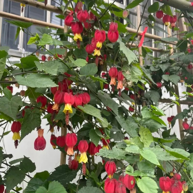 Fiery Red Flowering Maple Seeds - Verdseeds