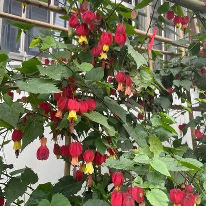 Fiery Red Flowering Maple Seeds - Verdseeds